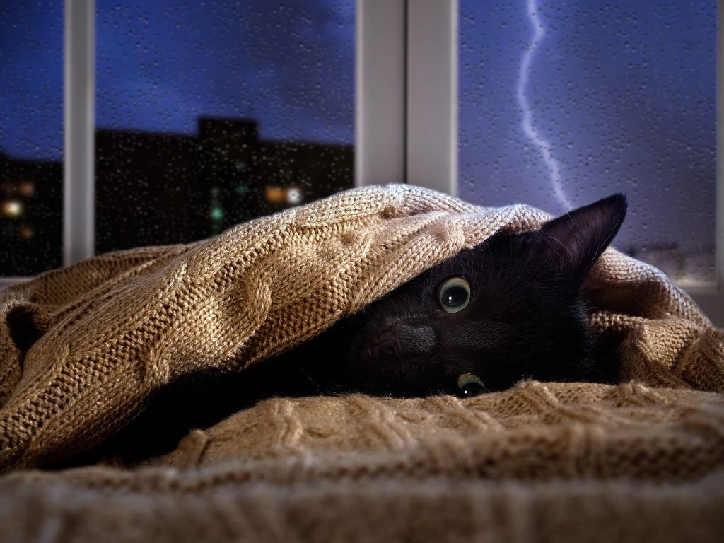 thunderstruck lightning strike scared cat