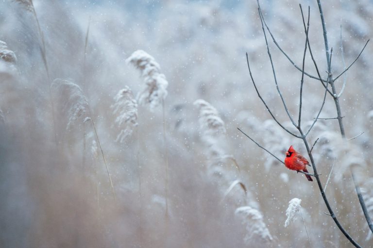 cardinal in snow