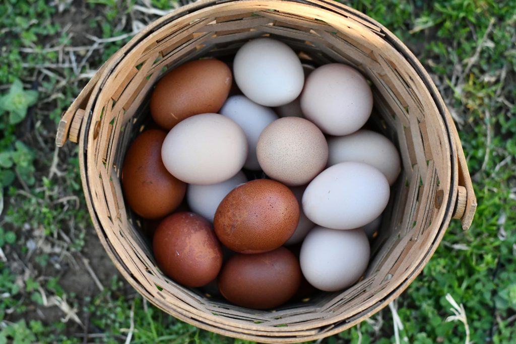 backyard chickens basket of eggs