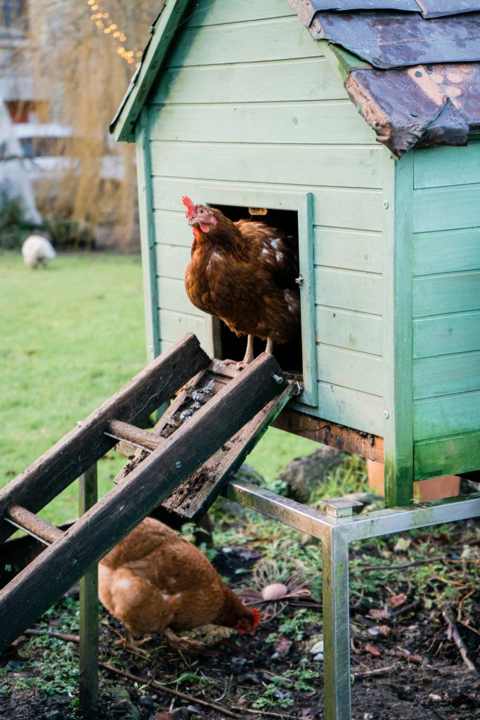backyard chickens twin cities chicken coop