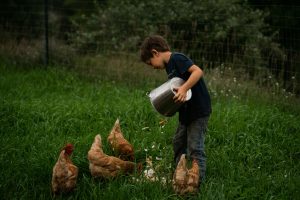 boy feeding backyard chickens
